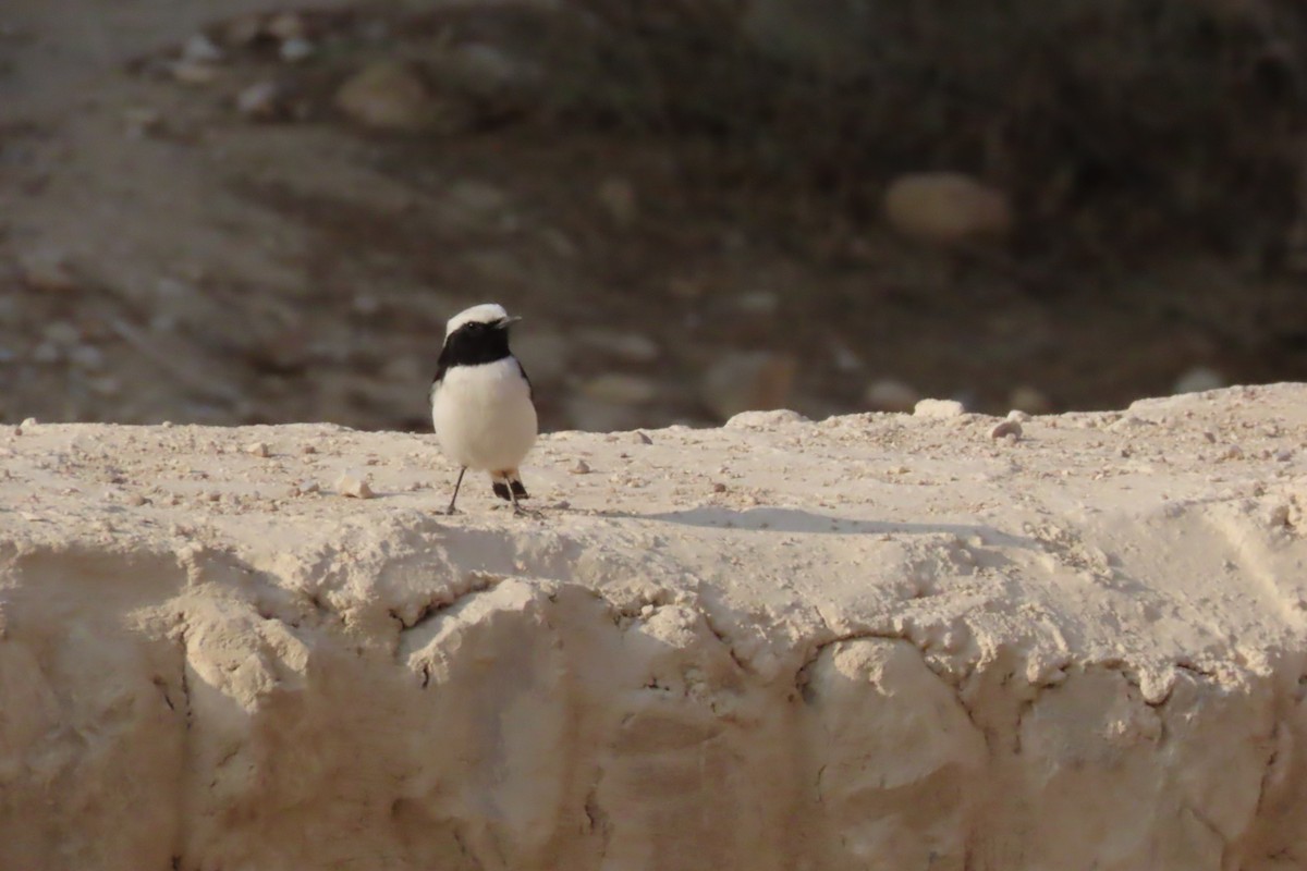 Mourning Wheatear - ML645641508