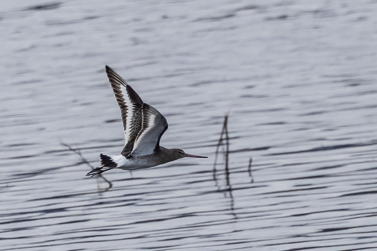 Black-tailed Godwit (Icelandic) - ML645641511