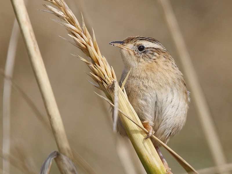Травяной крапивник - ML645641514