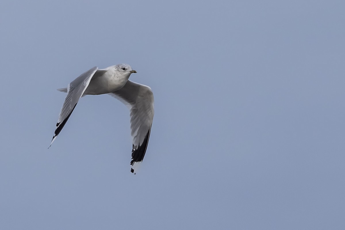Common Gull (European) - ML645641522