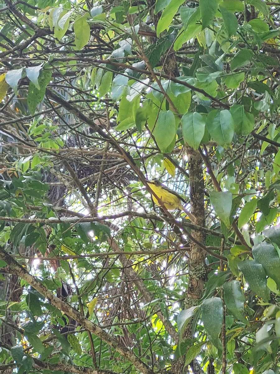 Todirostre à tête grise - ML645641526