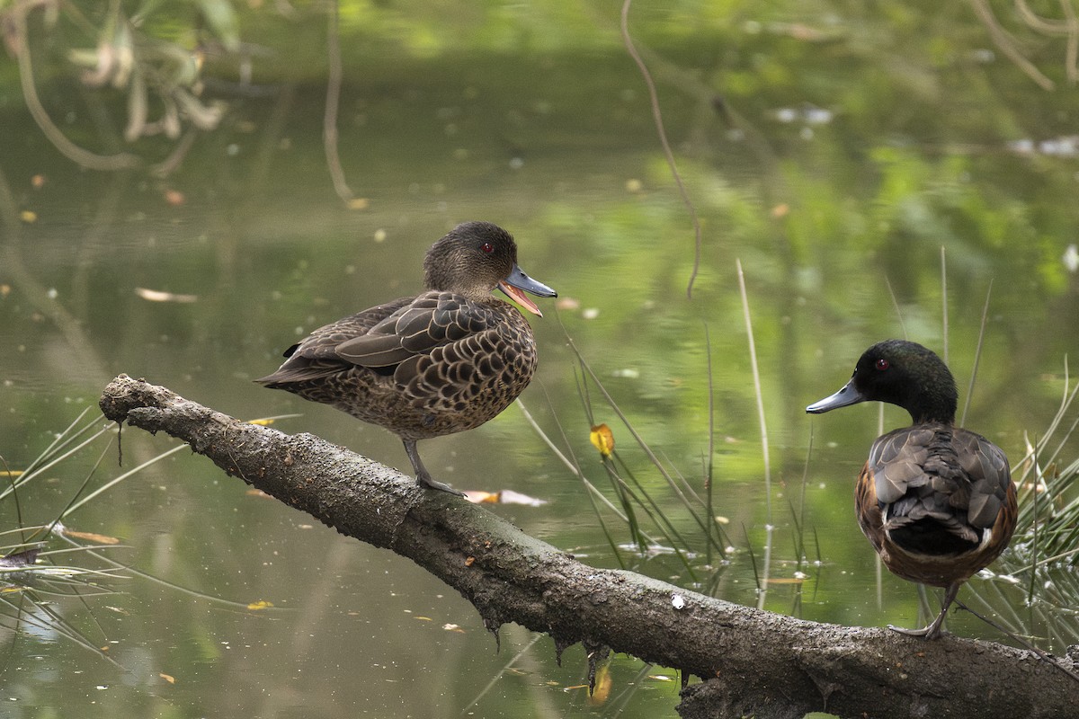 Chestnut Teal - ML645641534