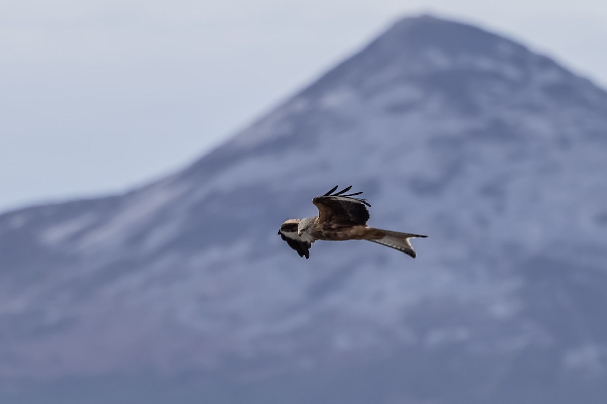 luňák červený (ssp. milvus) - ML645641541