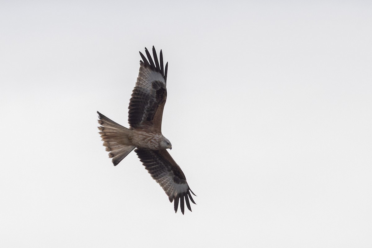 luňák červený (ssp. milvus) - ML645641542