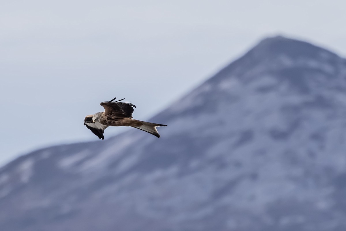luňák červený (ssp. milvus) - ML645641544