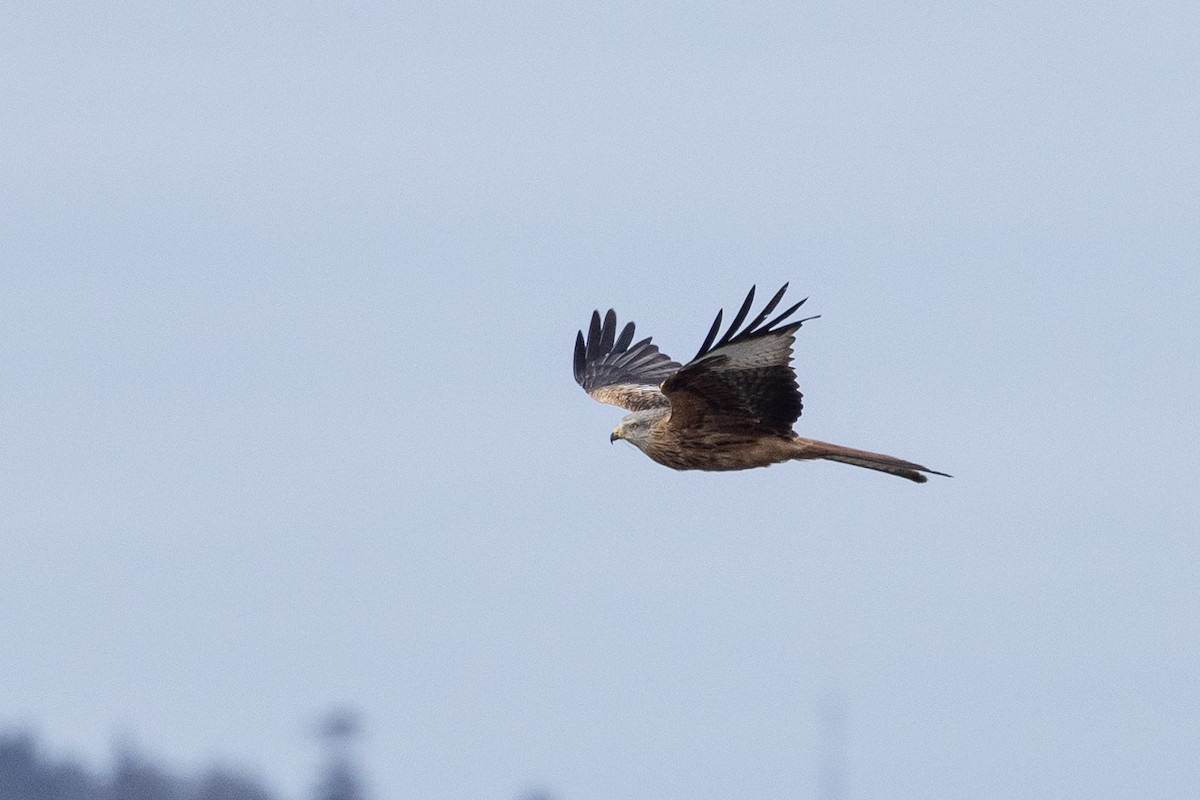 luňák červený (ssp. milvus) - ML645641545