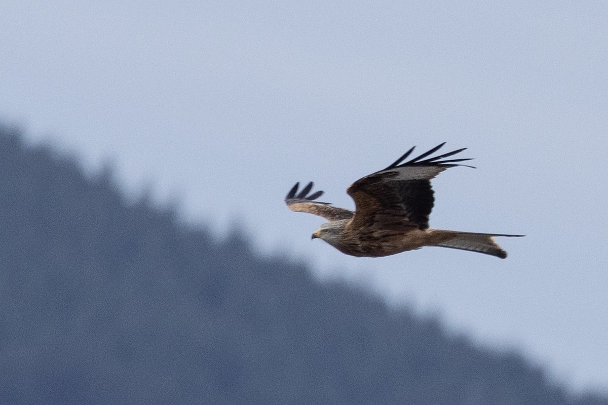 luňák červený (ssp. milvus) - ML645641546