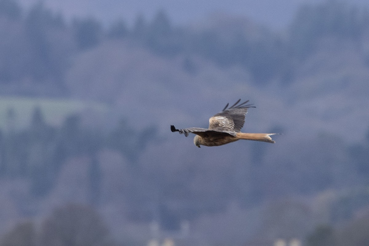 luňák červený (ssp. milvus) - ML645641547