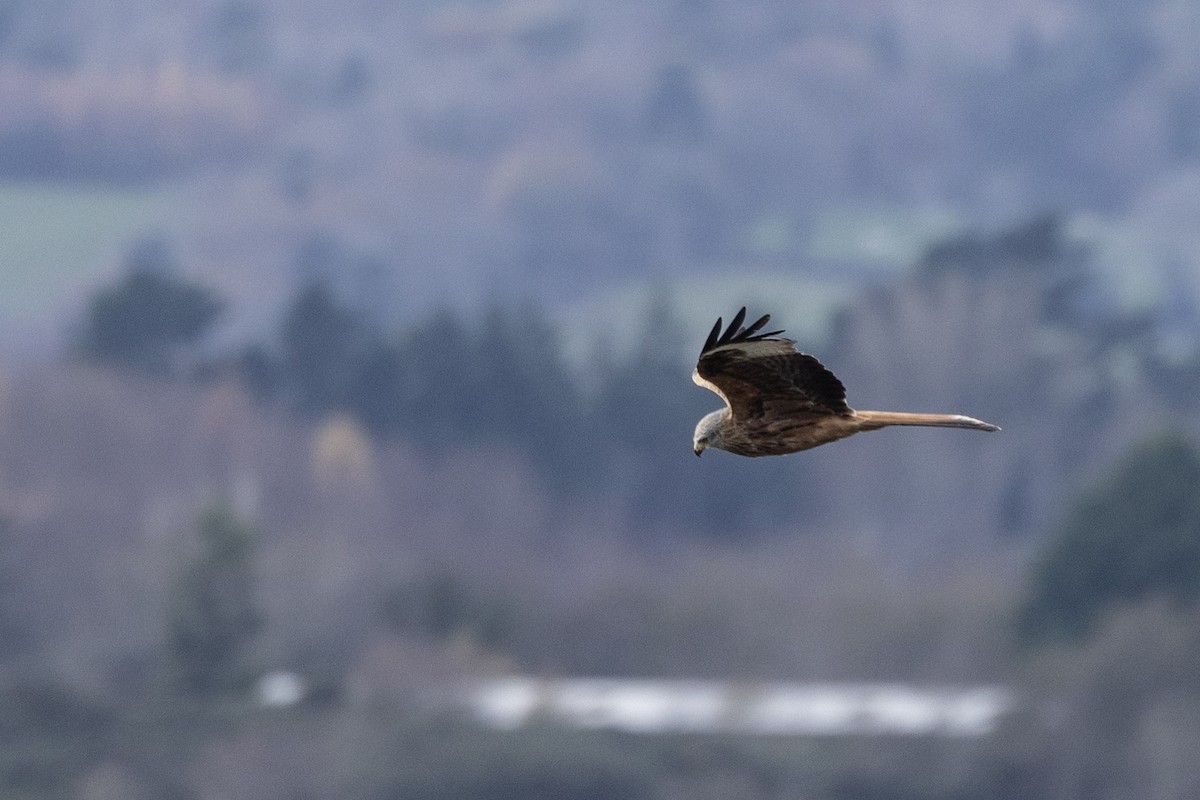 luňák červený (ssp. milvus) - ML645641548