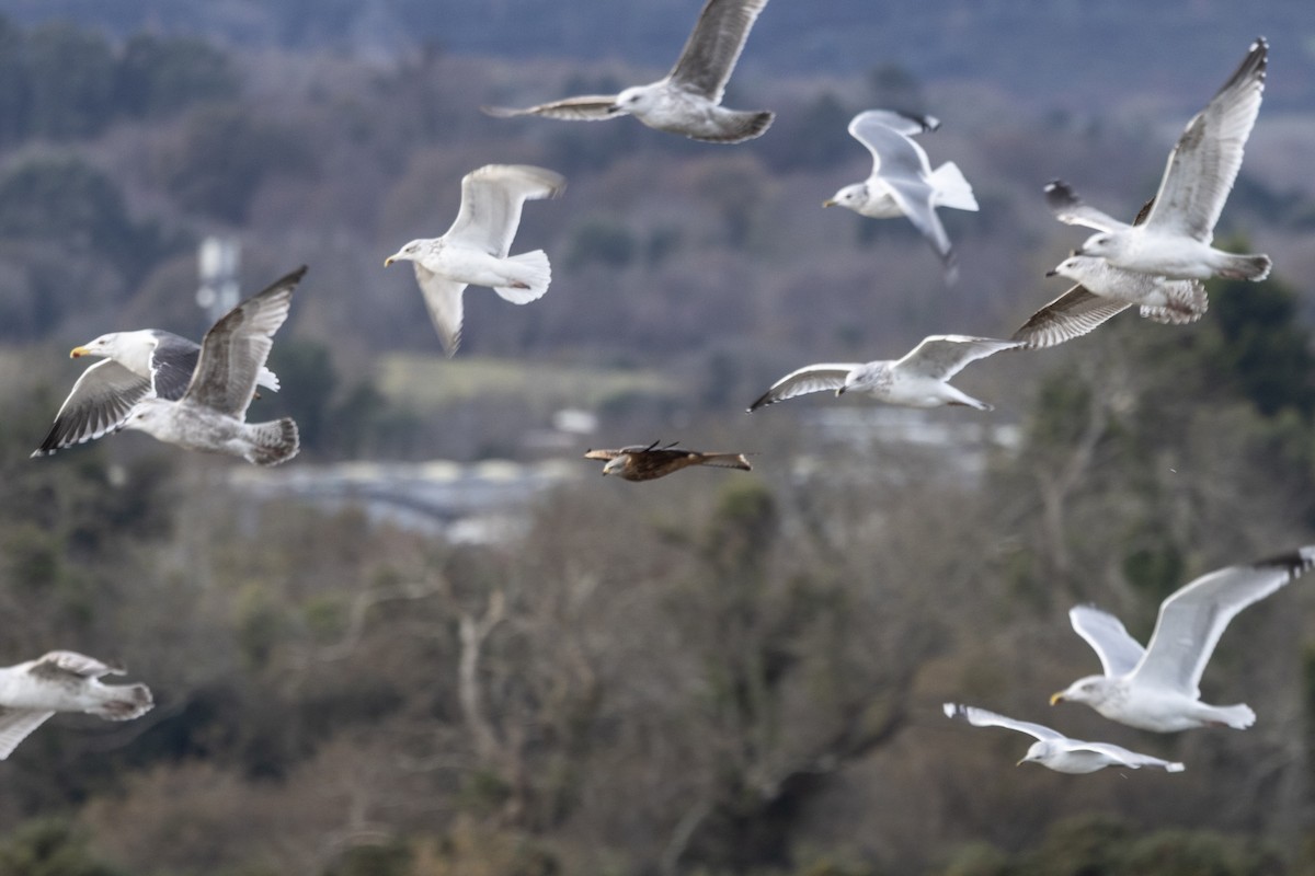 luňák červený (ssp. milvus) - ML645641549