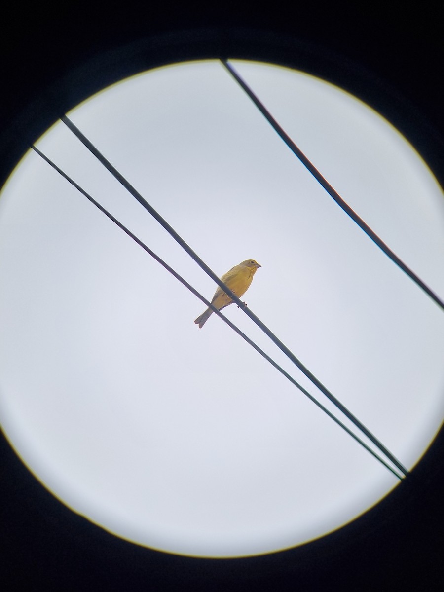 Grassland Yellow-Finch - ML645641550