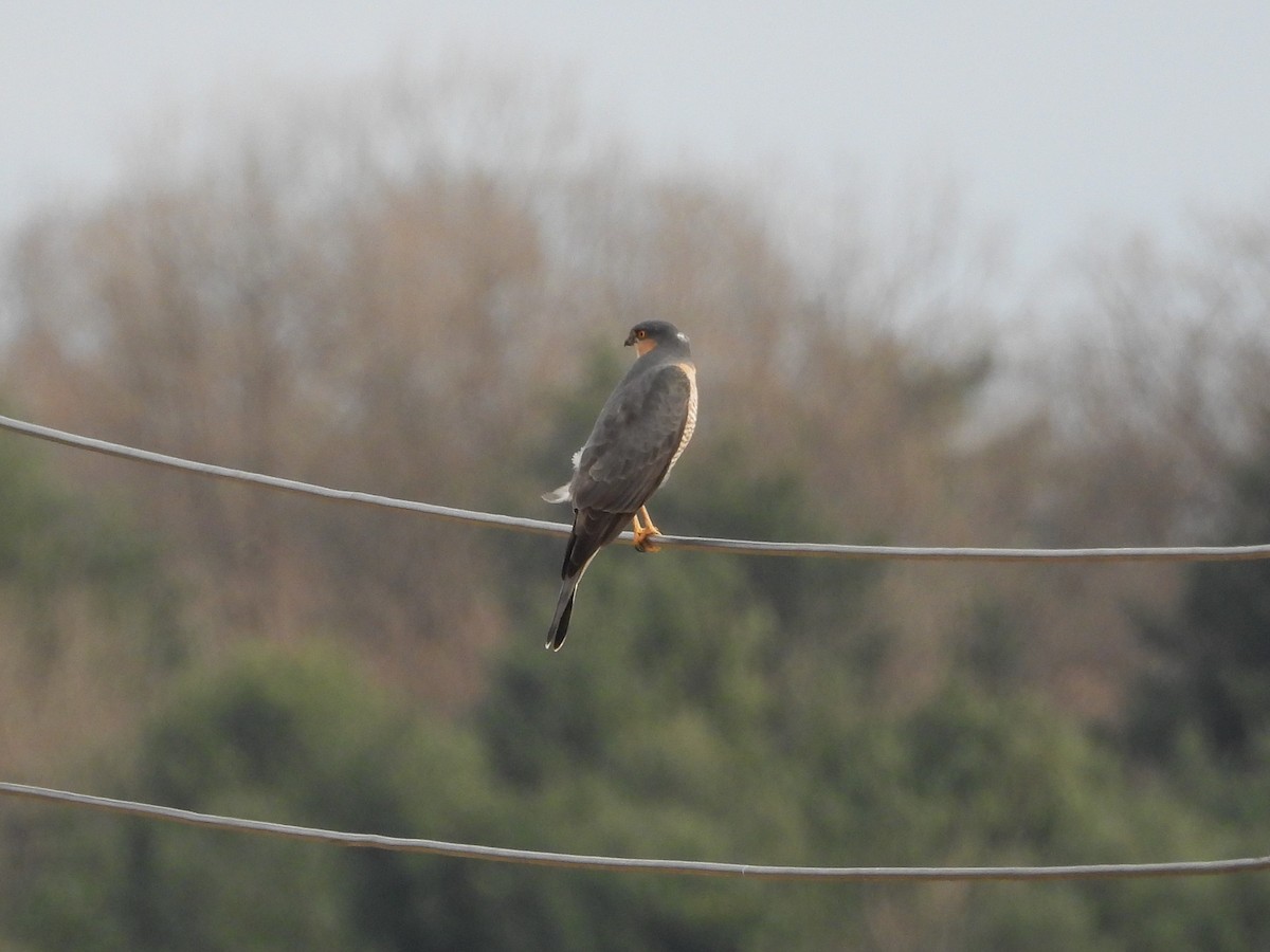 Eurasian Sparrowhawk - ML645641551