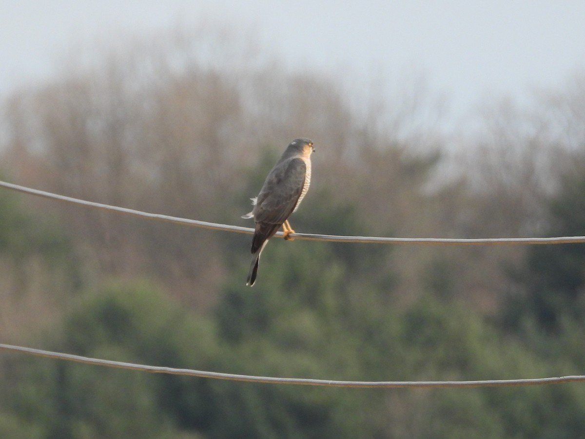 Eurasian Sparrowhawk - ML645641552