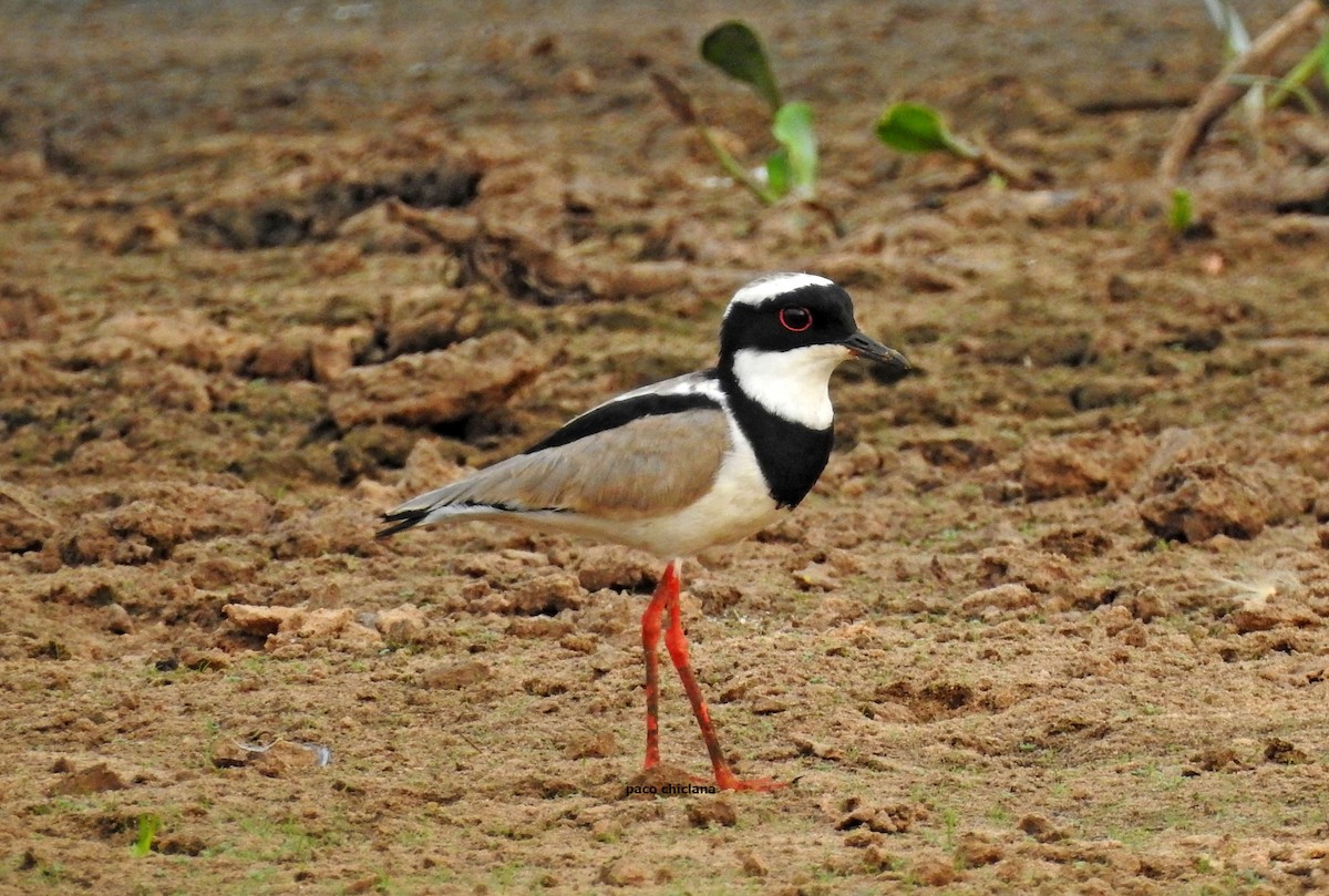 Pied Plover - ML645641554