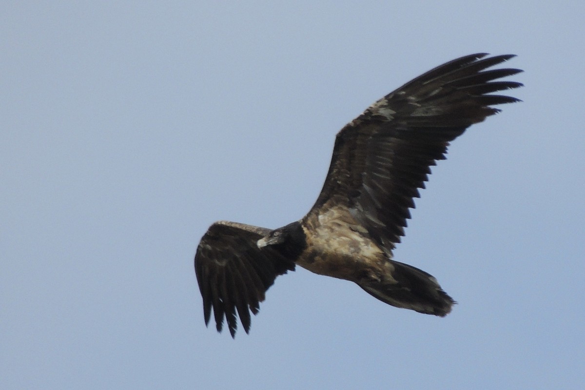 orlosup bradatý - ML645641555