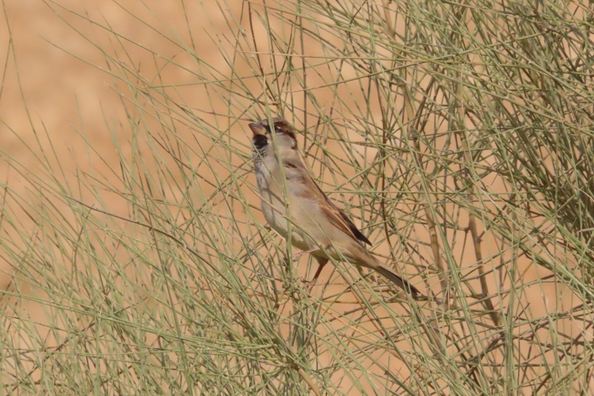 House Sparrow - ML645641560