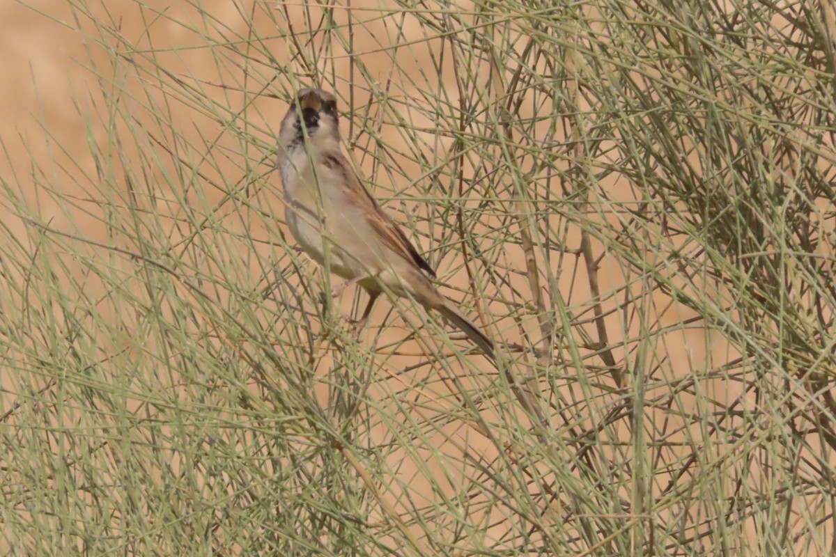 House Sparrow - ML645641561