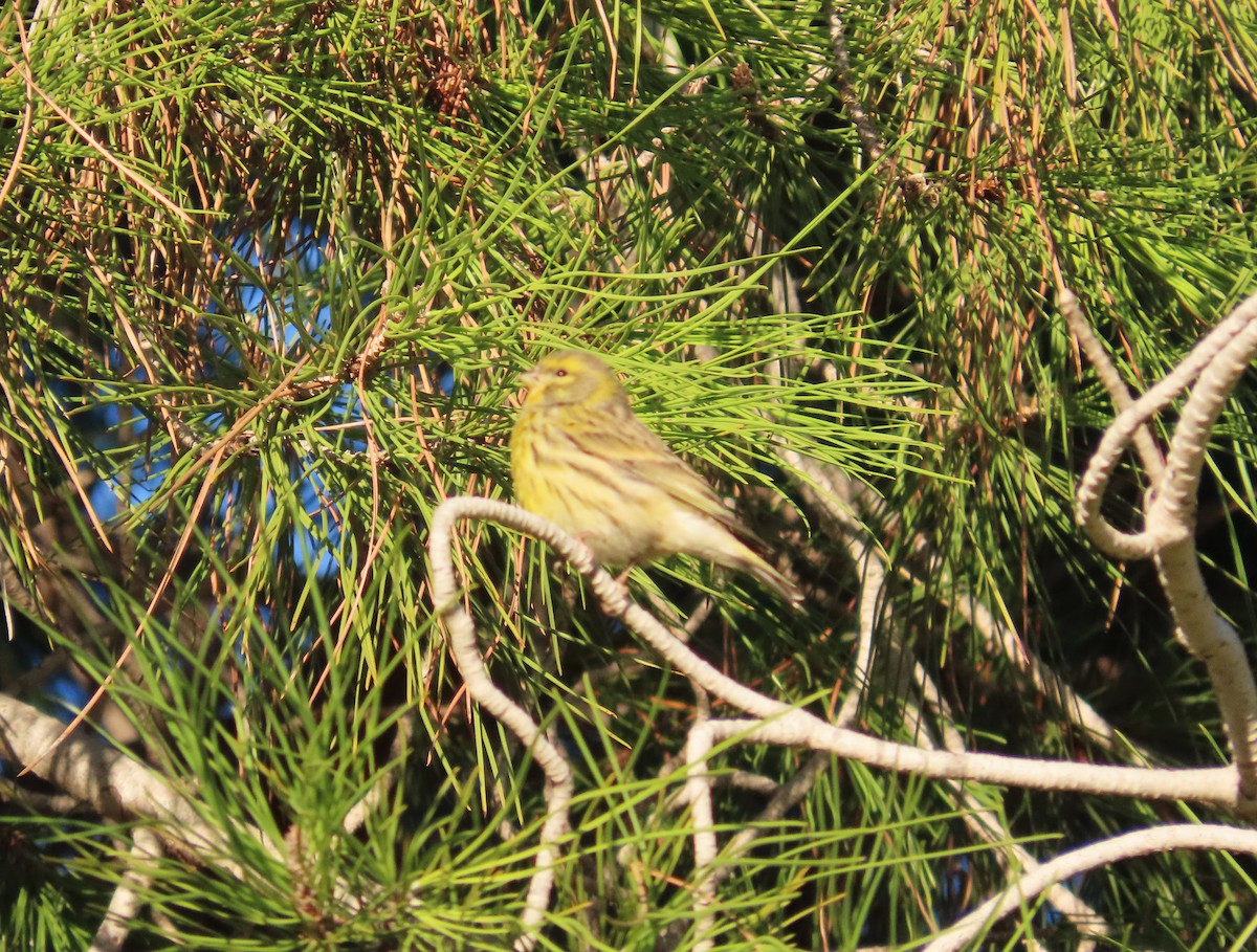בזבוז אירופי - ML645641562