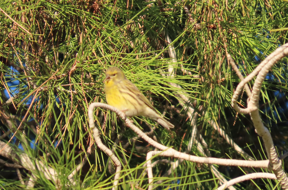 בזבוז אירופי - ML645641564