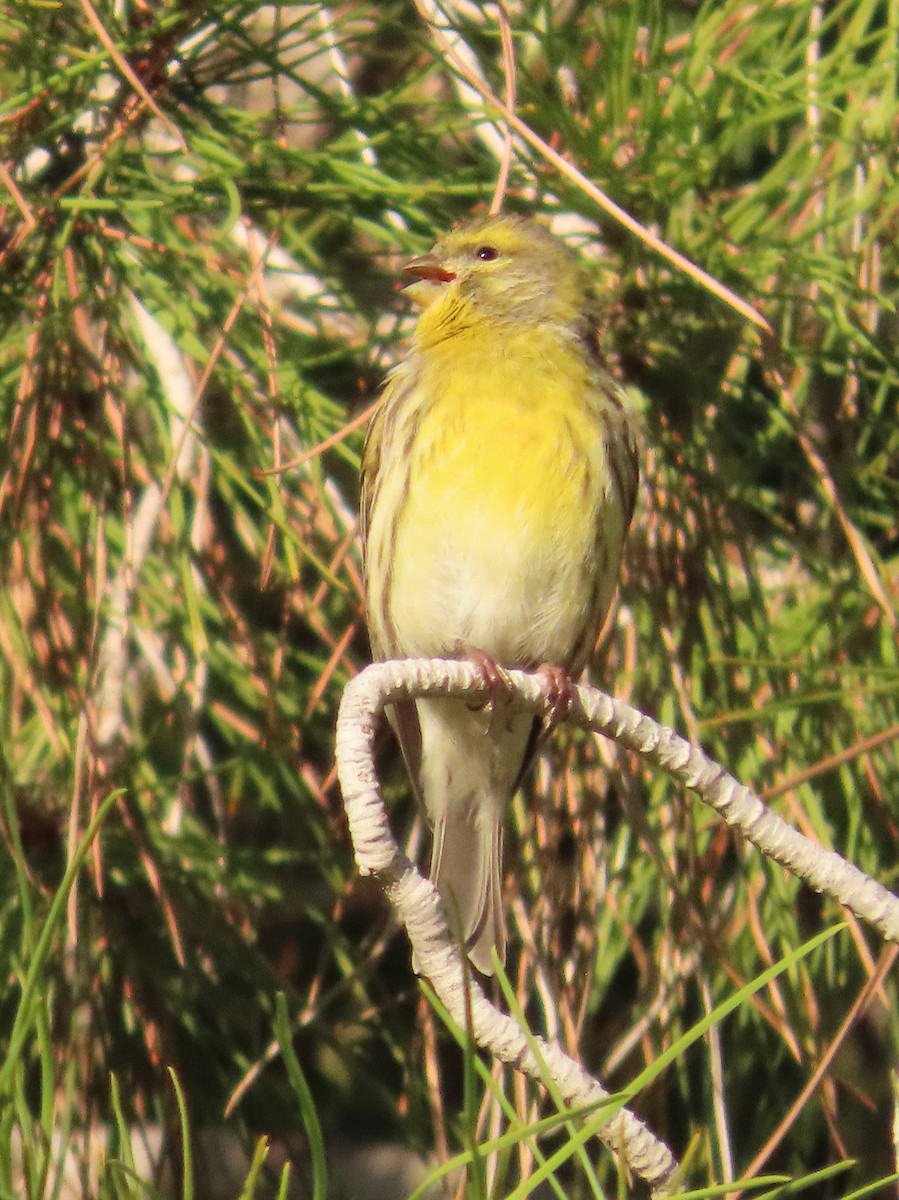 בזבוז אירופי - ML645641569
