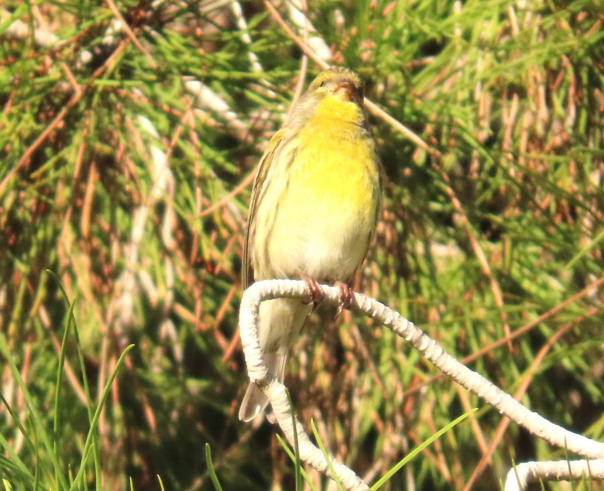 בזבוז אירופי - ML645641572
