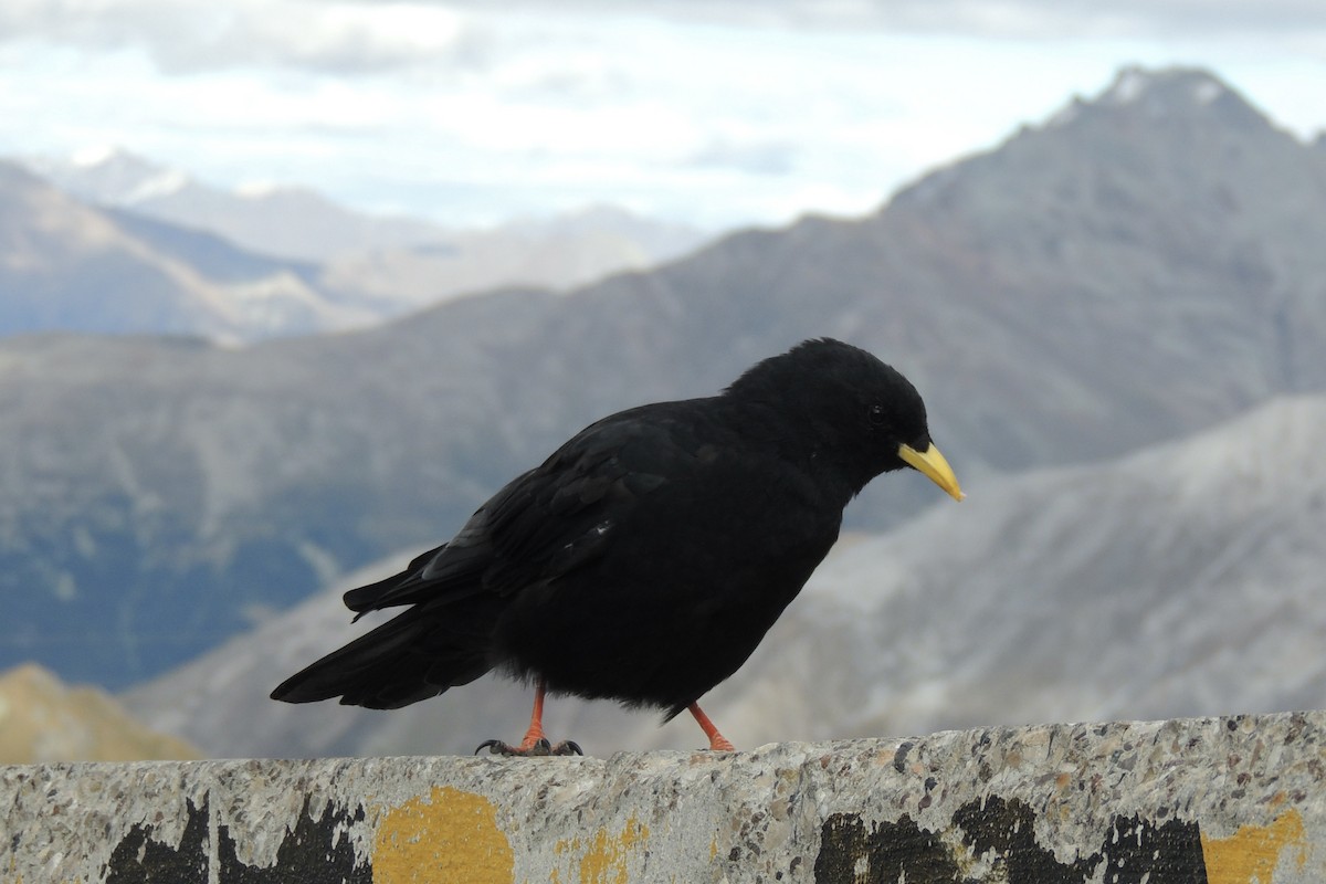 Галка альпійська жовтодзьоба - ML645641573