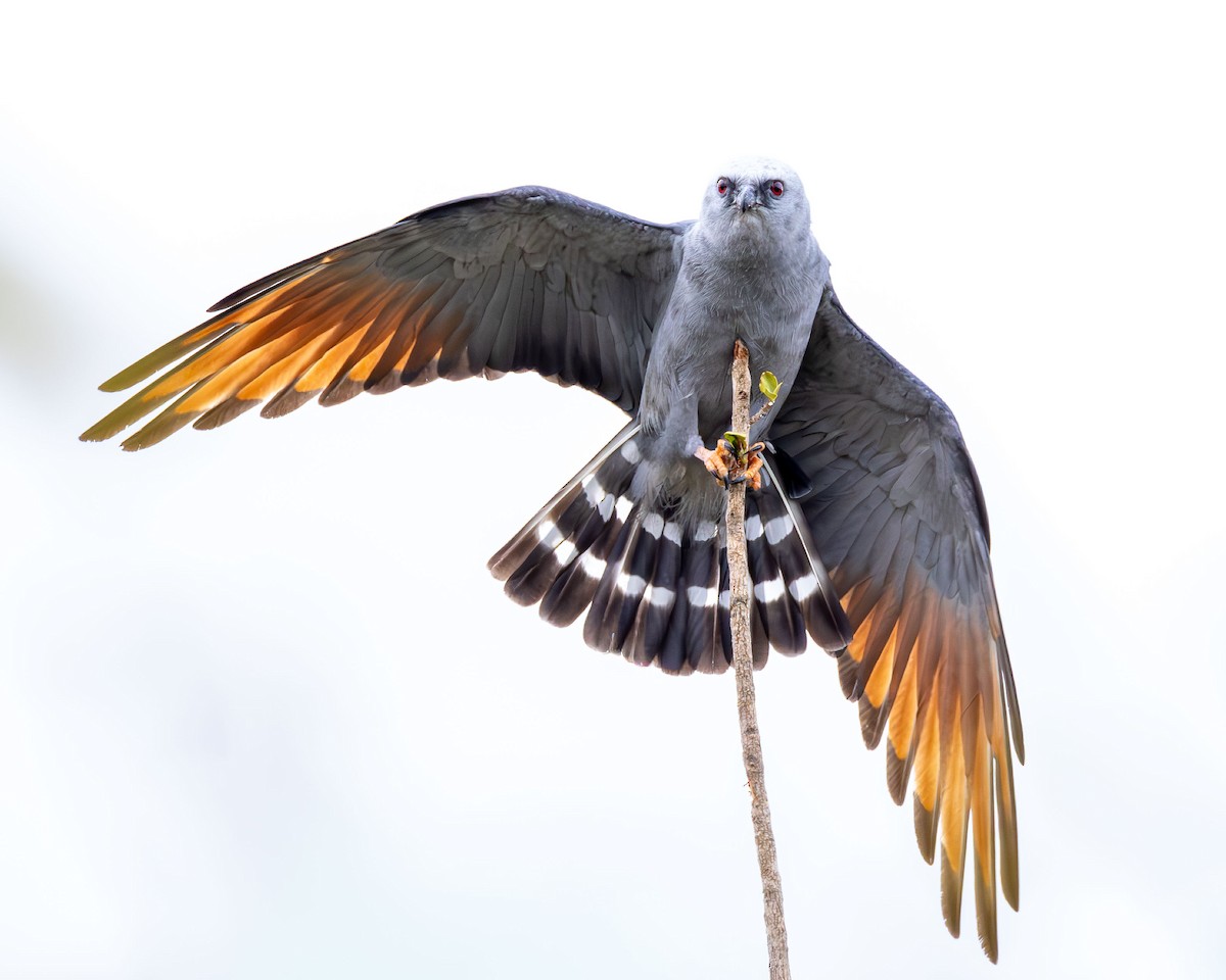 Шуліка сизий - ML645641574