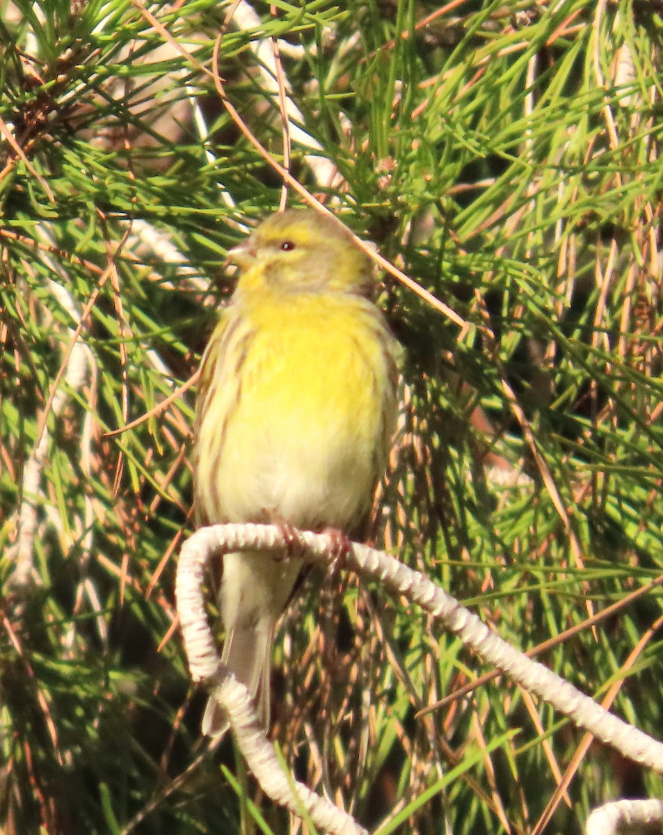 Щедрик європейський - ML645641575