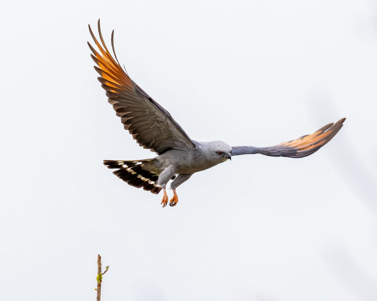 Шуліка сизий - ML645641576