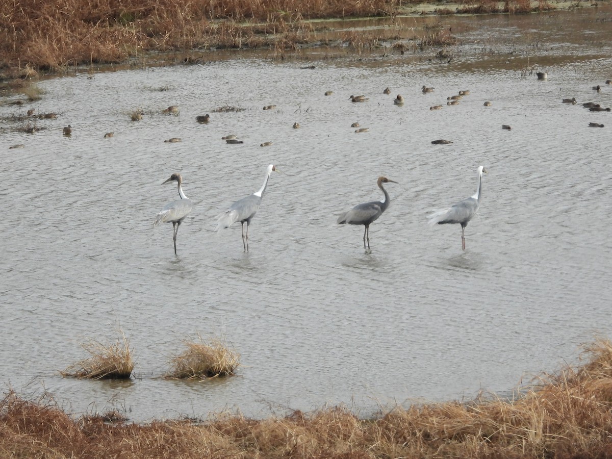 Журавель даурський - ML645641577