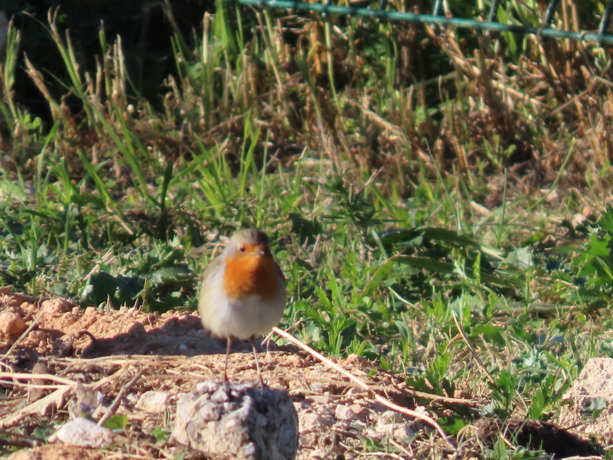 Вільшанка - ML645641578