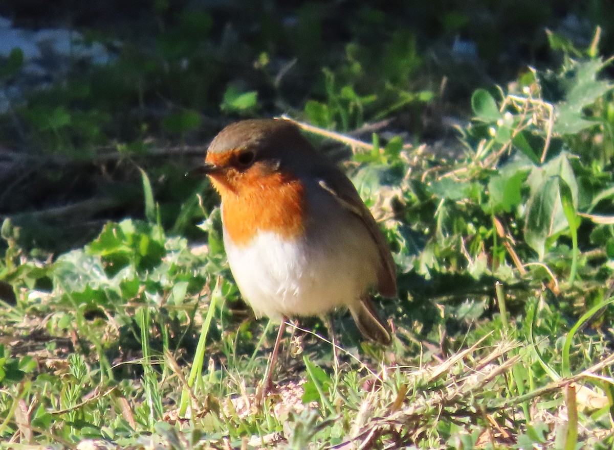 Вільшанка - ML645641580