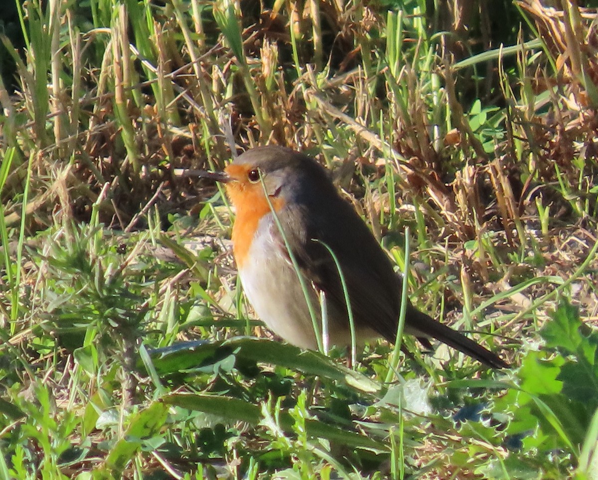 Вільшанка - ML645641581