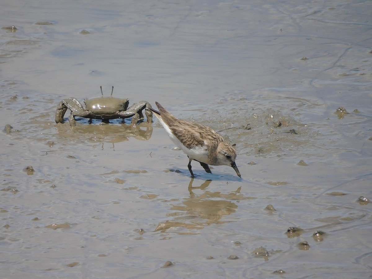 Побережник рудоголовий - ML645641584