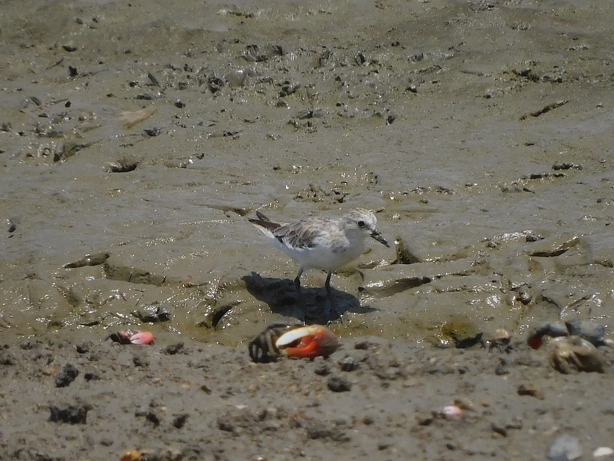 Побережник рудоголовий - ML645641585