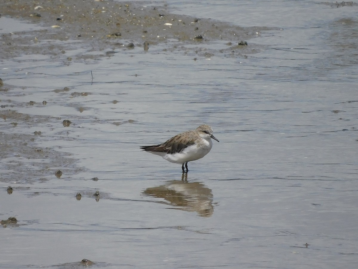Побережник рудоголовий - ML645641586