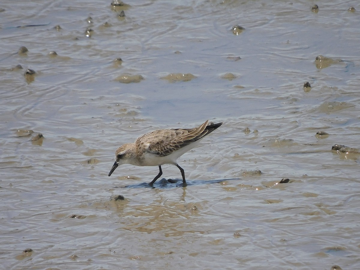 Побережник рудоголовий - ML645641587