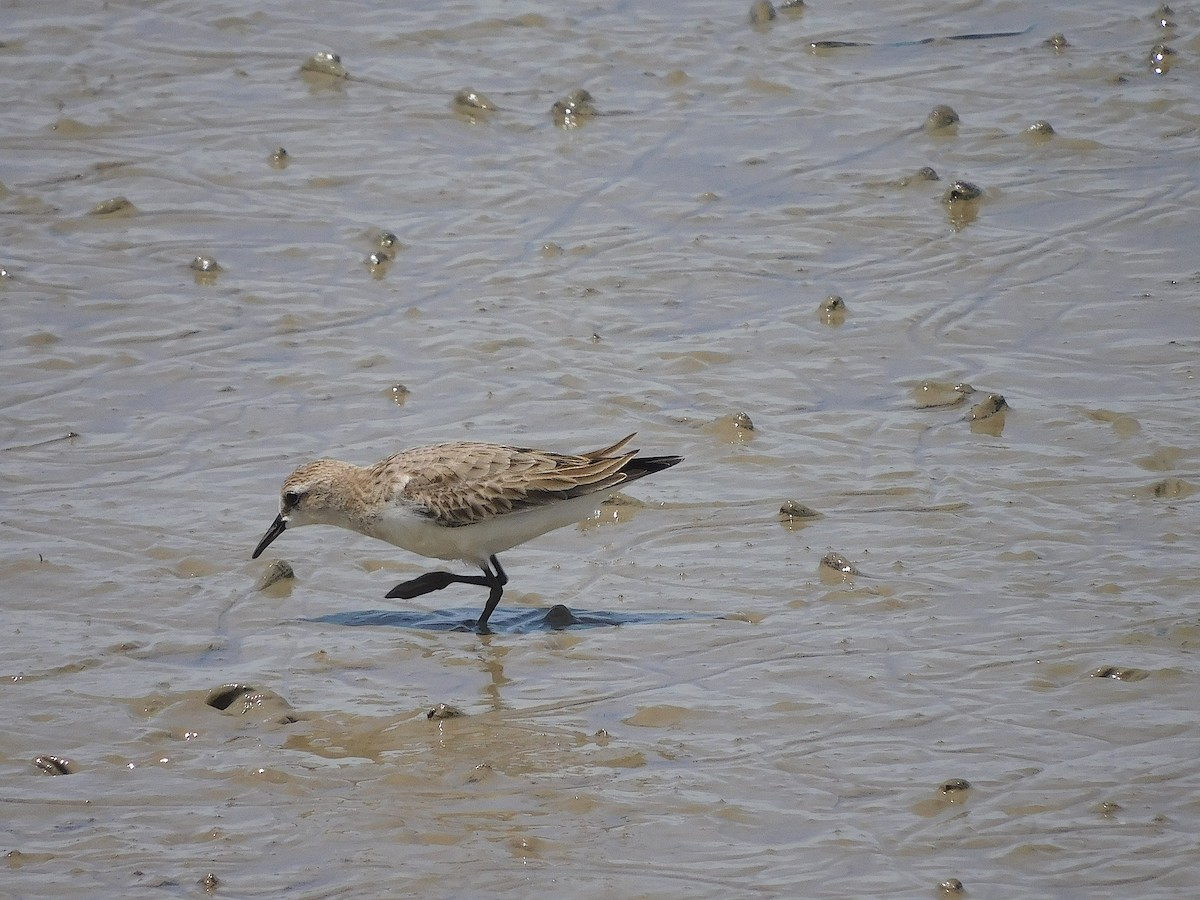 Побережник рудоголовий - ML645641588