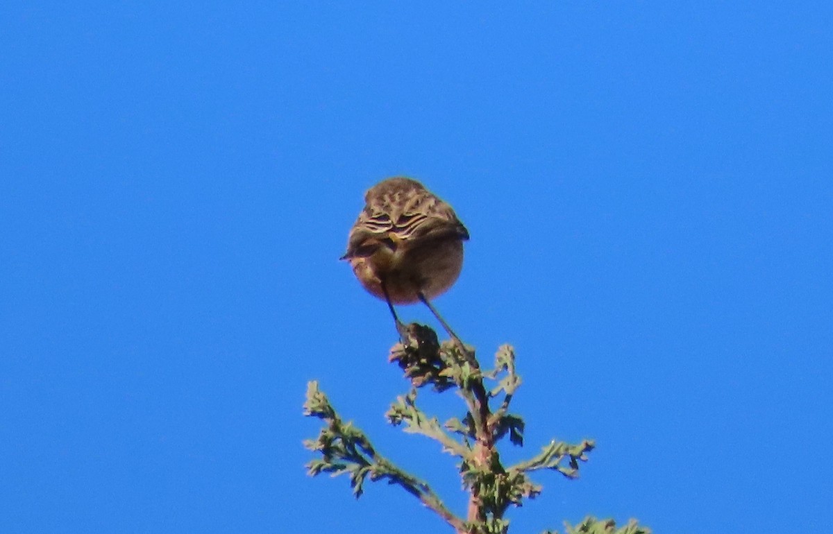 Трав'янка чорноголова - ML645641589