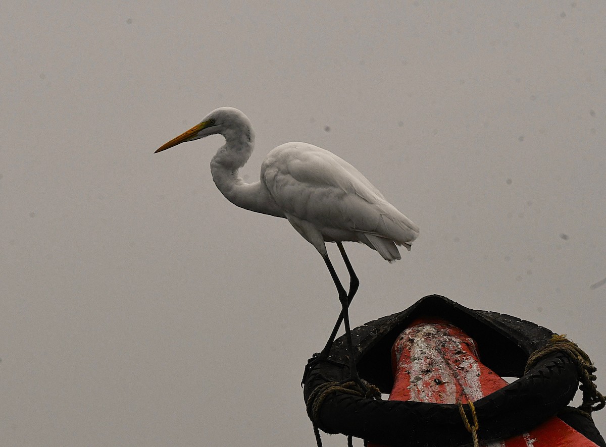 Чапля велика - ML645641590