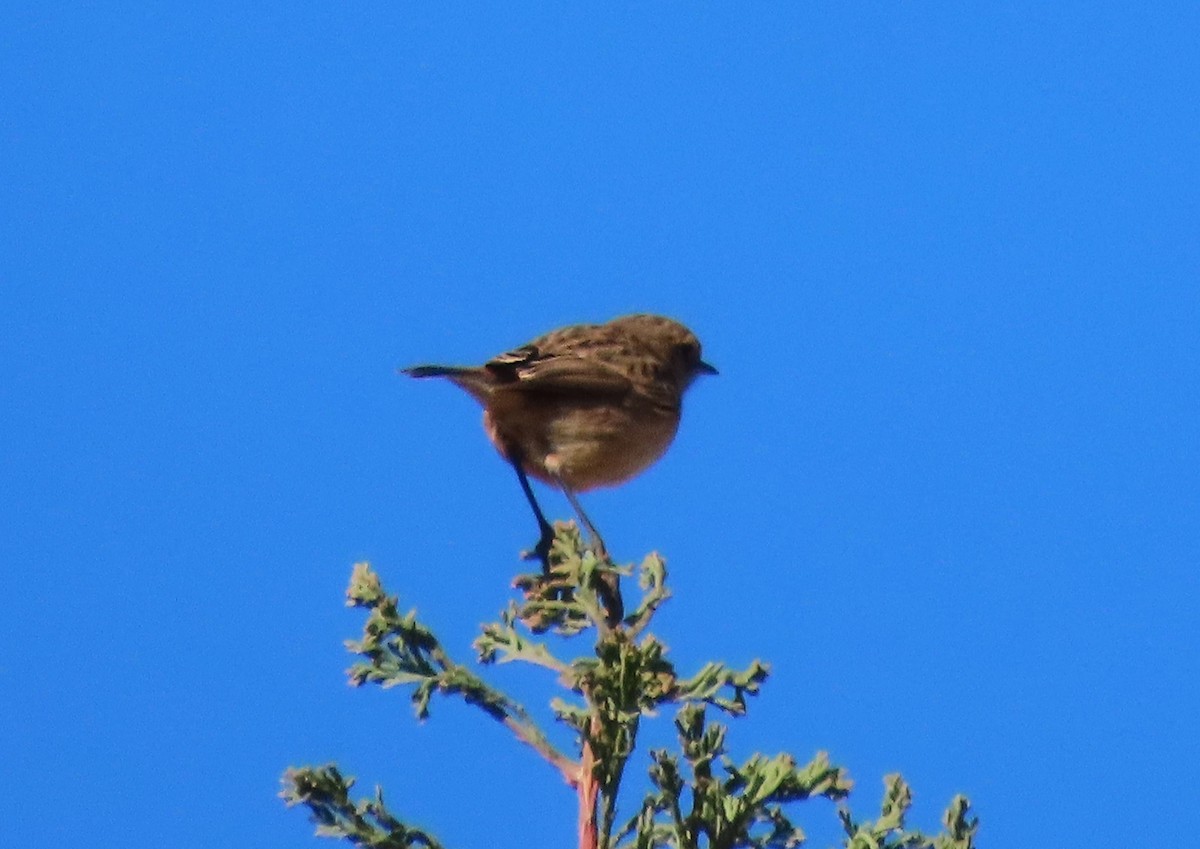 Трав'янка чорноголова - ML645641591