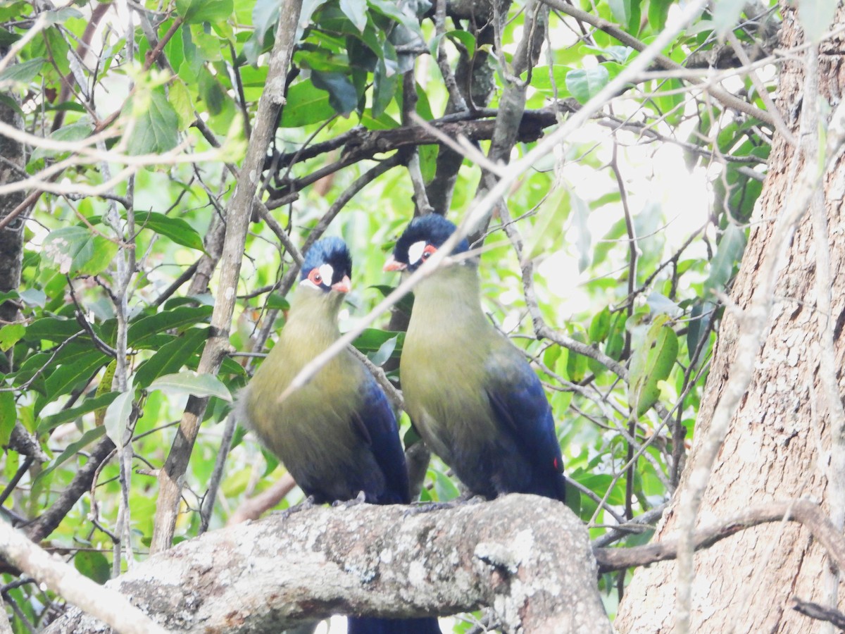 Турако танзанійський - ML645641603