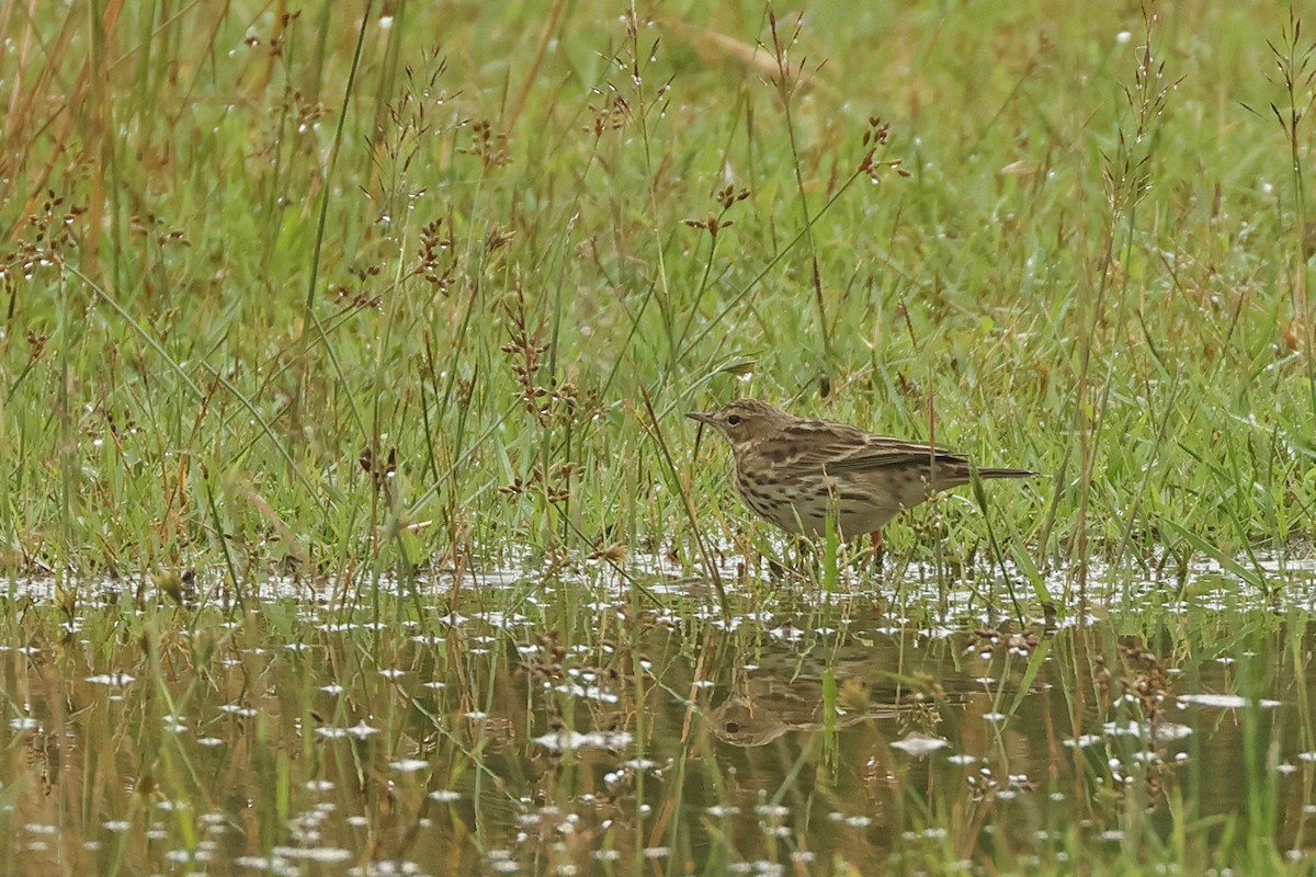 Щеврик червоногрудий - ML645641605