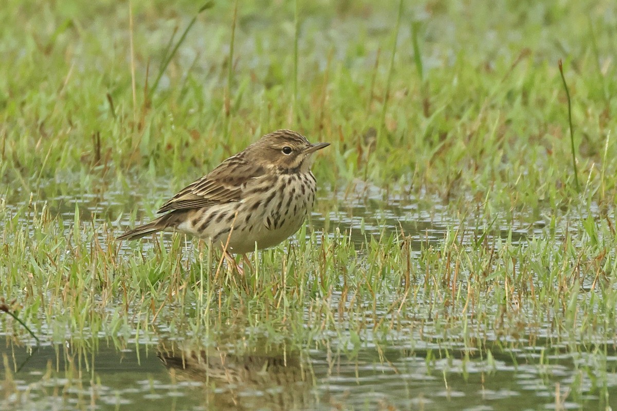 Щеврик червоногрудий - ML645641606