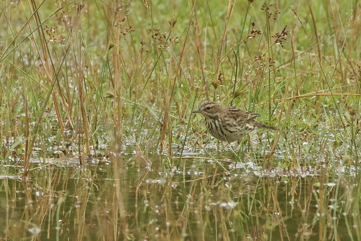 Щеврик червоногрудий - ML645641608
