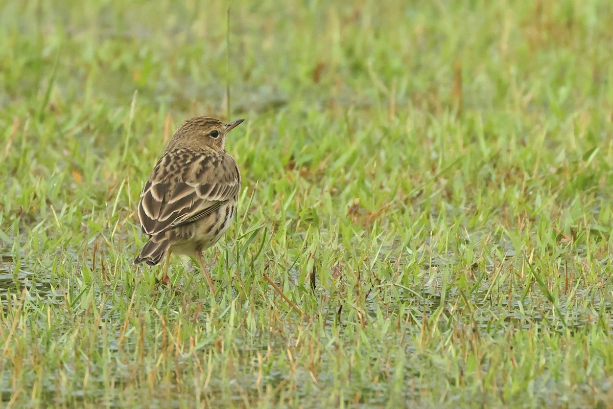 Щеврик червоногрудий - ML645641609
