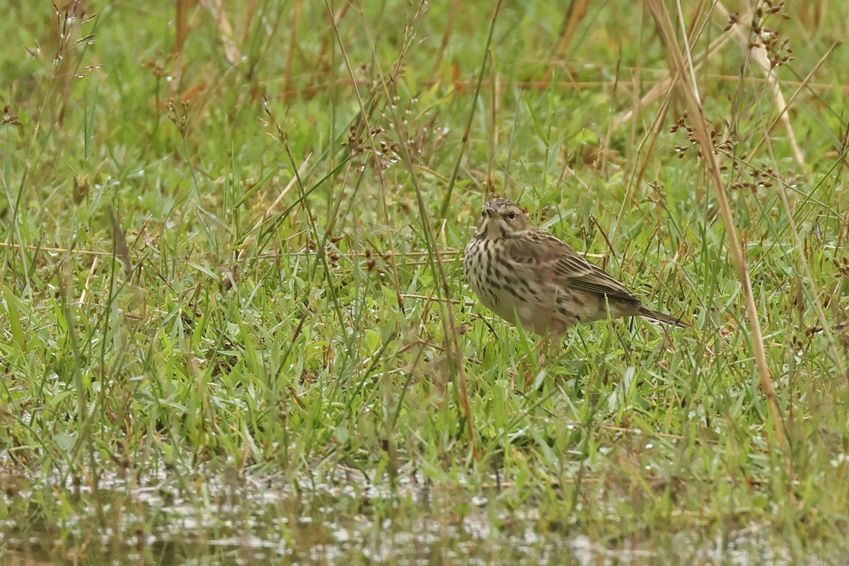 Щеврик червоногрудий - ML645641610