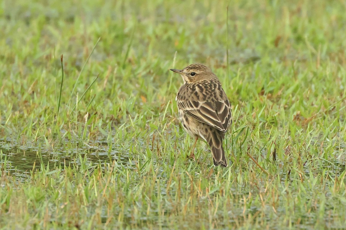 Щеврик червоногрудий - ML645641611