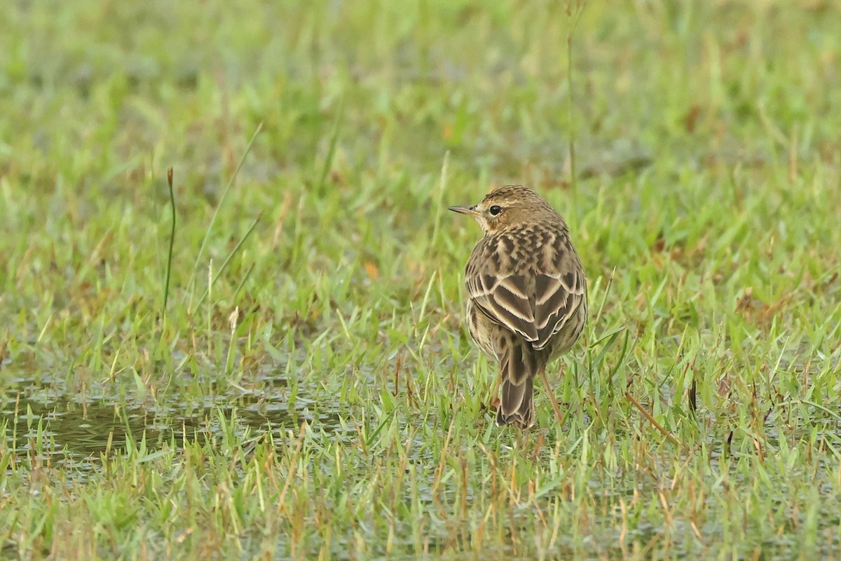 Щеврик червоногрудий - ML645641612