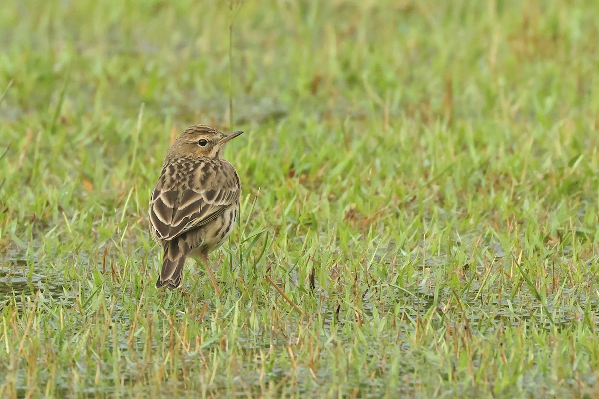 Щеврик червоногрудий - ML645641613